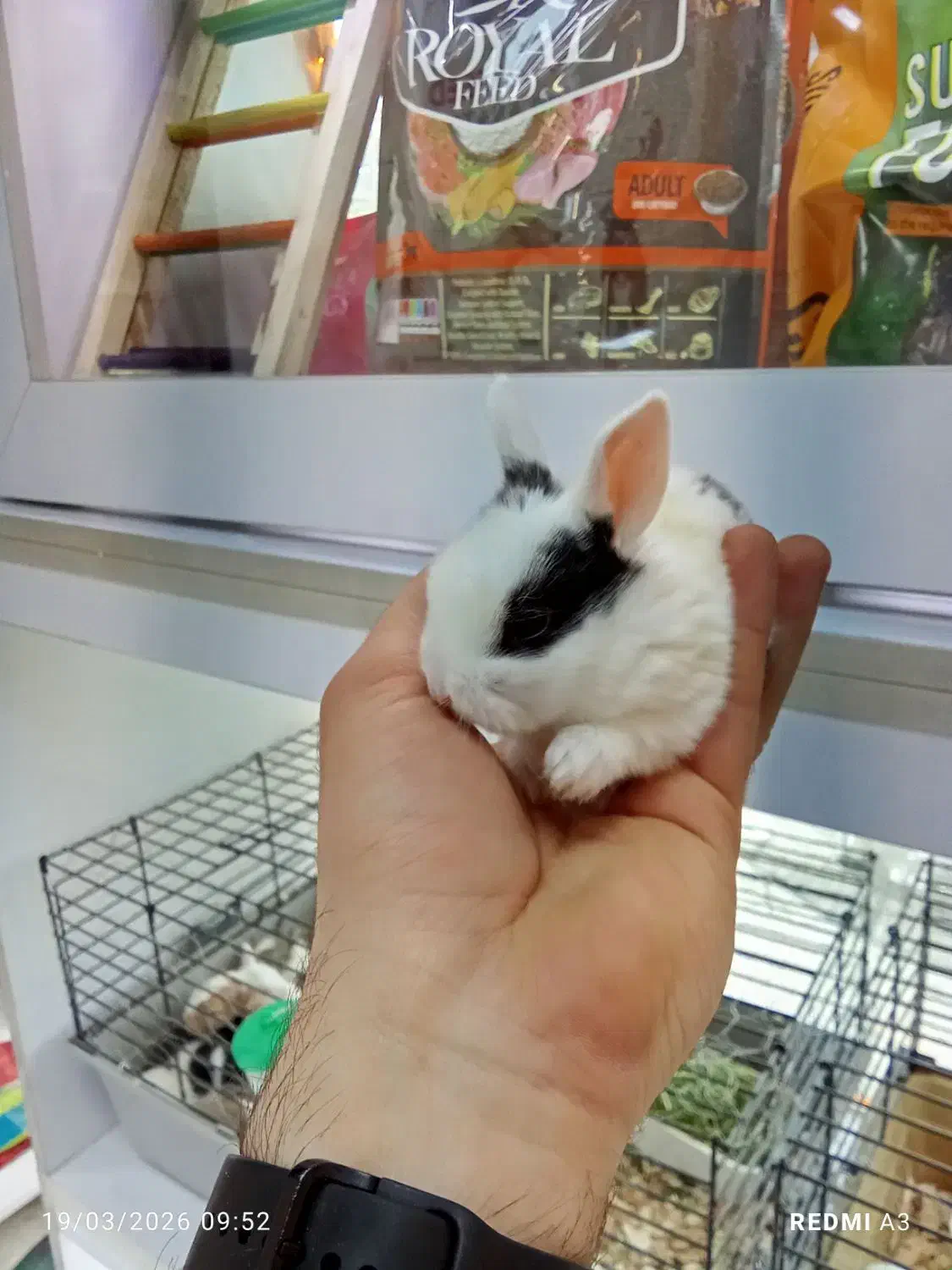 بچه خرگوش مینیاتوری|موش و خرگوش|تهران, تهرانپارس شرقی|دیوار