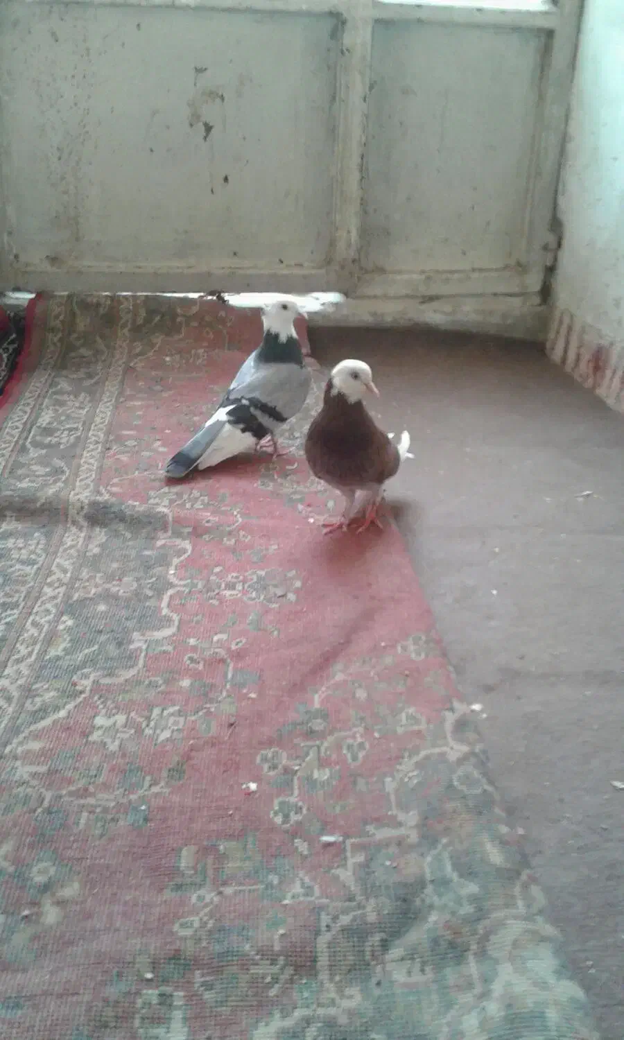 ابلغ گلی|حیوانات|قم, لسانی|دیوار