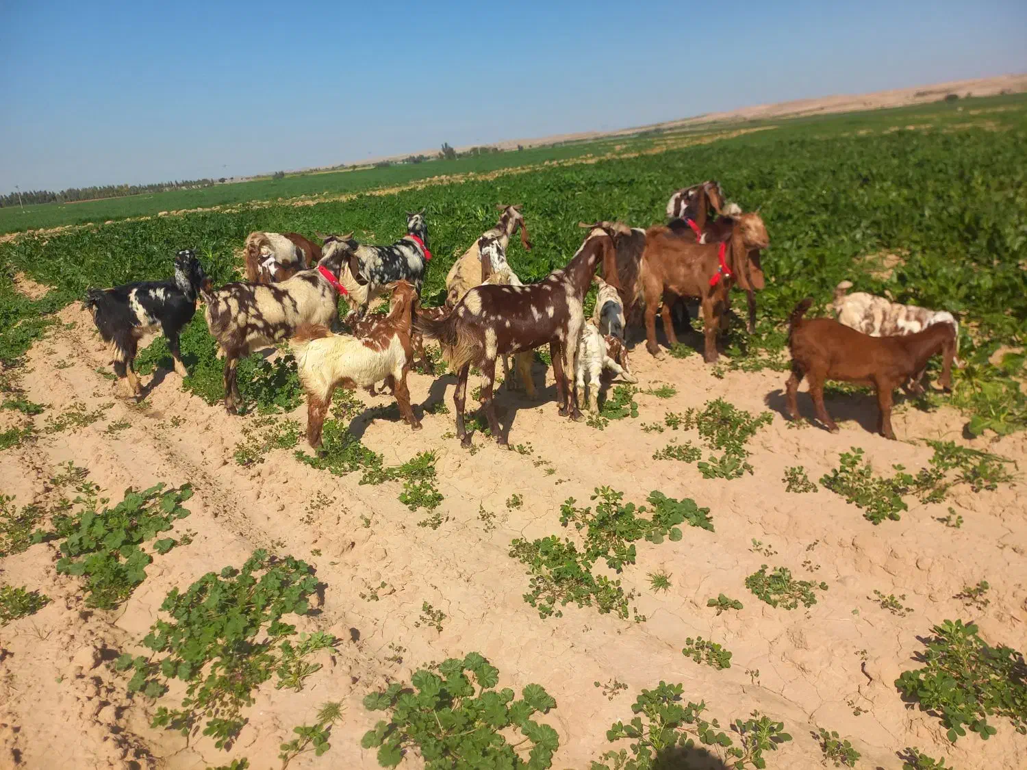 بزوبیگ|حیوانات مزرعه|دزفول, |دیوار