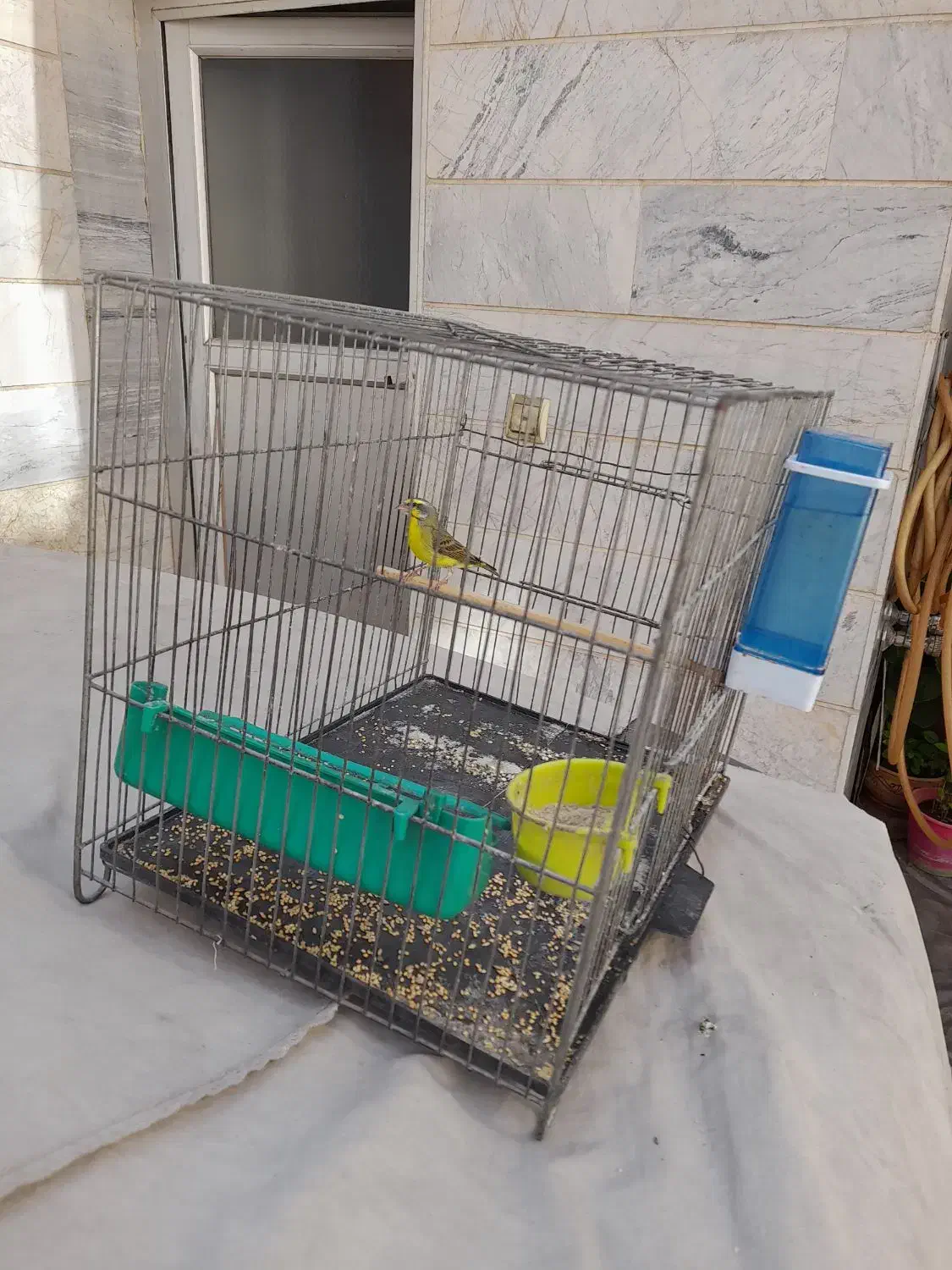 یاسمین|پرنده|تهران, کوثر|دیوار