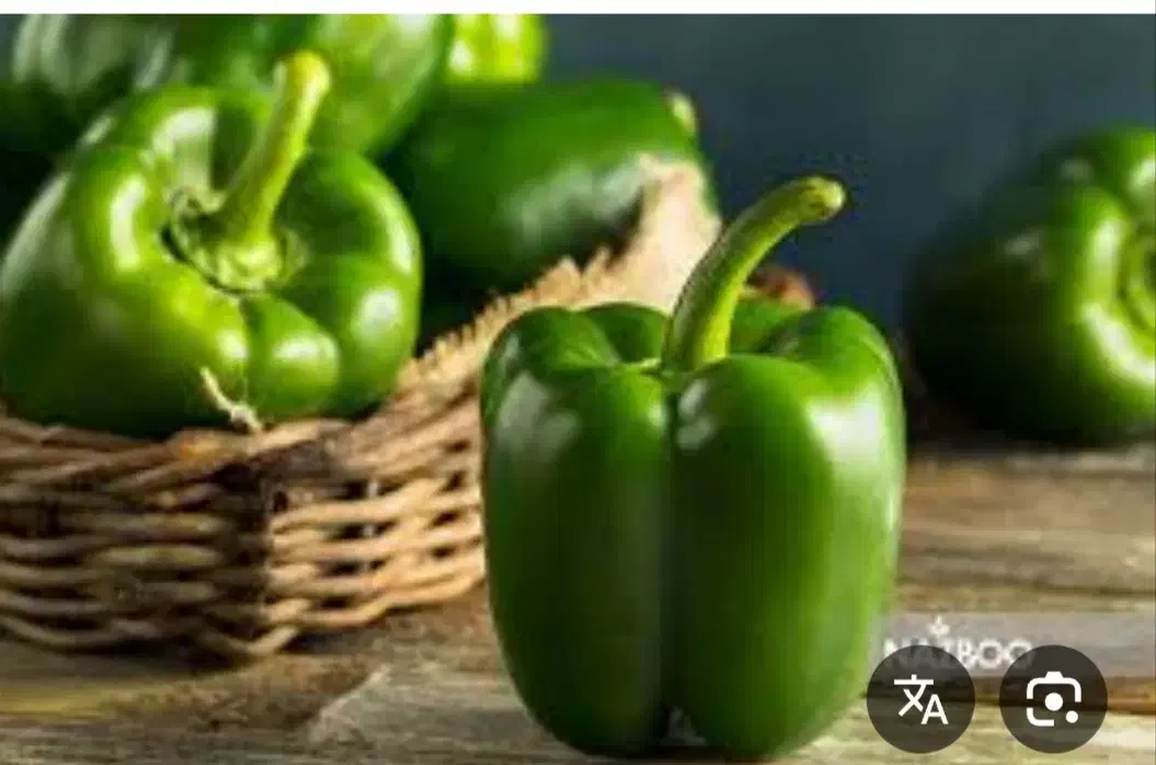 فروش فلفل دلمه|خوردنی و آشامیدنی|دوگنبدان, |دیوار