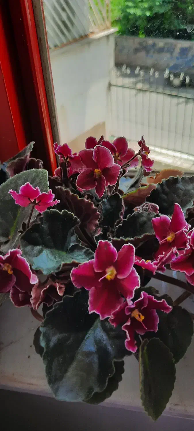 گیاهچه گل|گل و گیاه طبیعی|رشت, بلوار گیلان|دیوار