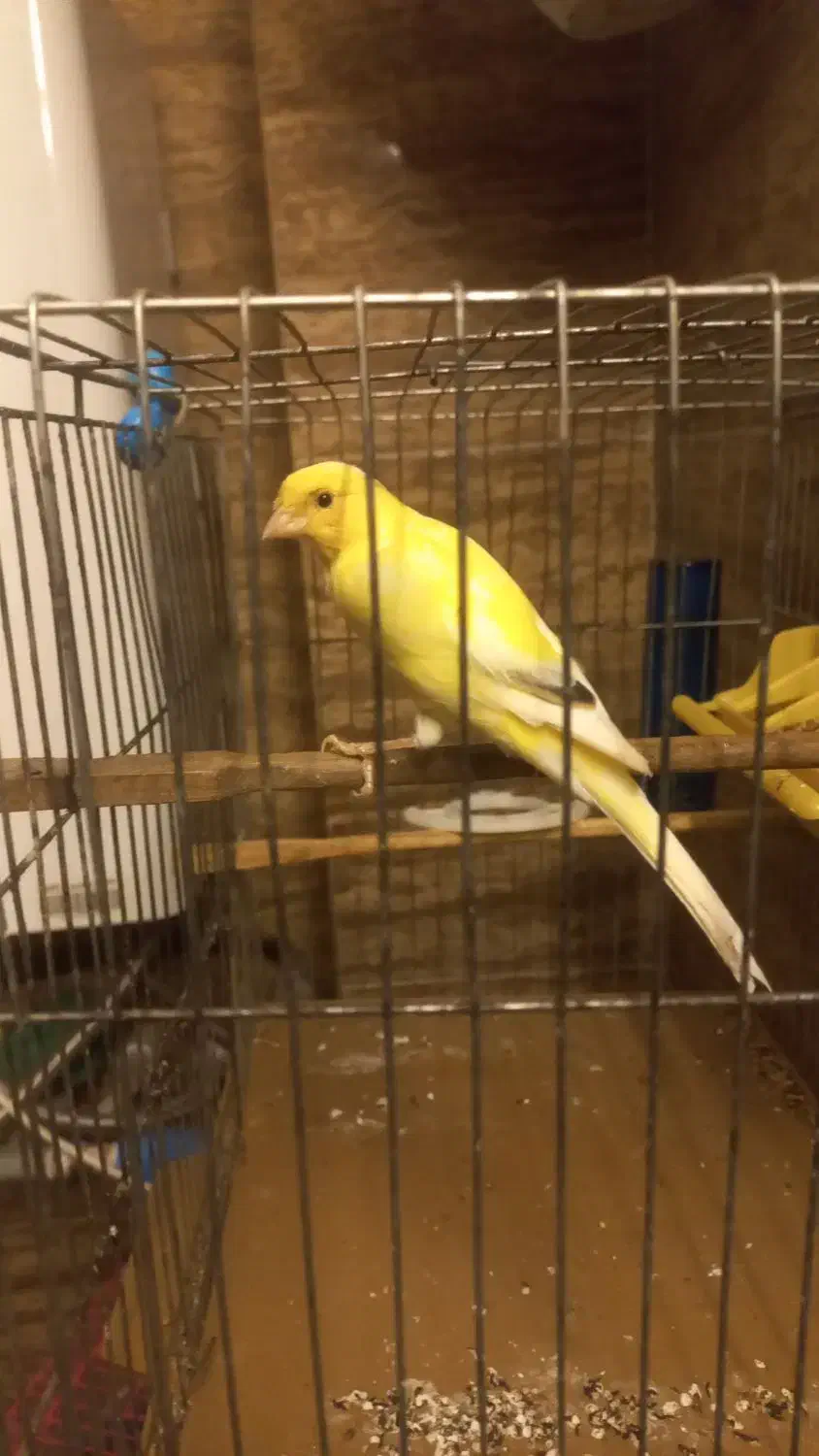 فروش قناری نر بخون حرفیی مست مست|پرنده|آمل, |دیوار
