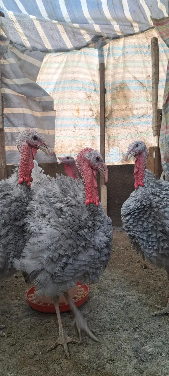 5 عدد بوقلمون اسلیت|پرنده|بانه, |دیوار