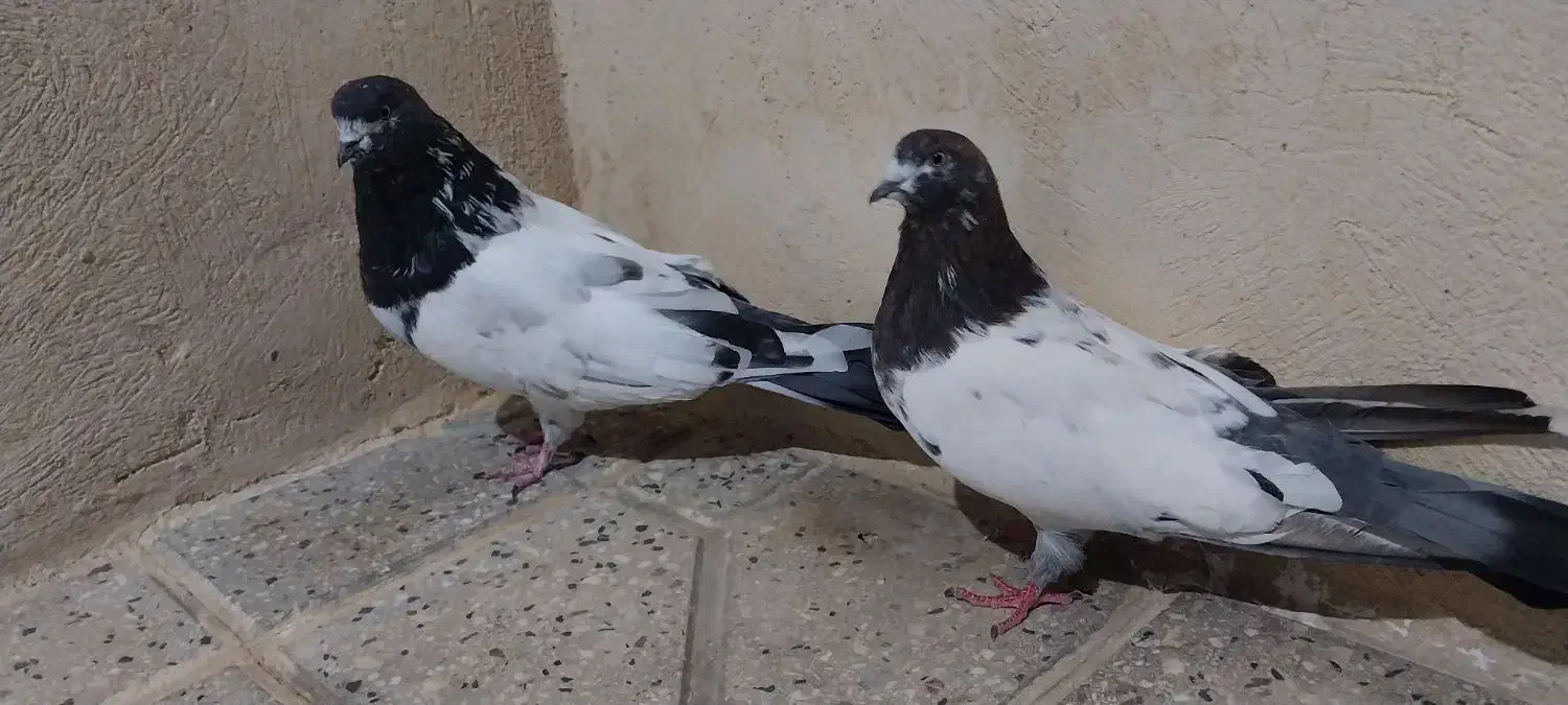 کله دم سبز|پرنده|کبودرآهنگ, |دیوار