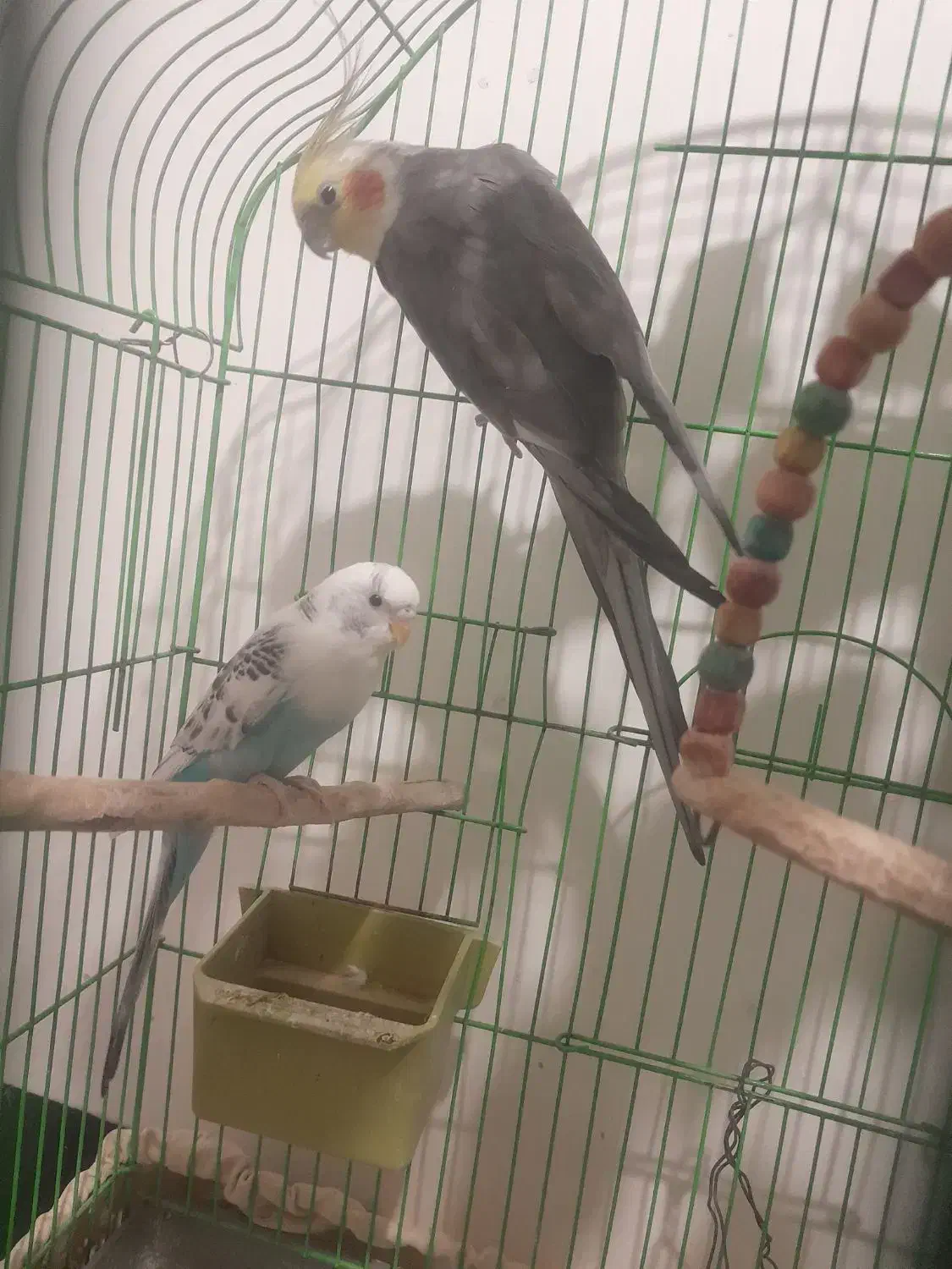 عروس هلندی و مرغ عشق|پرنده|بناب, |دیوار