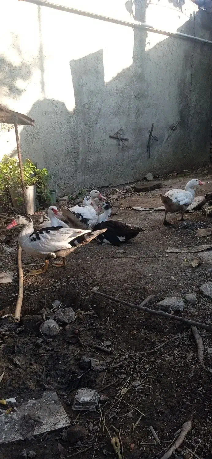 اردک اسرائیلی|حیوانات مزرعه|مزرعه کتول, |دیوار