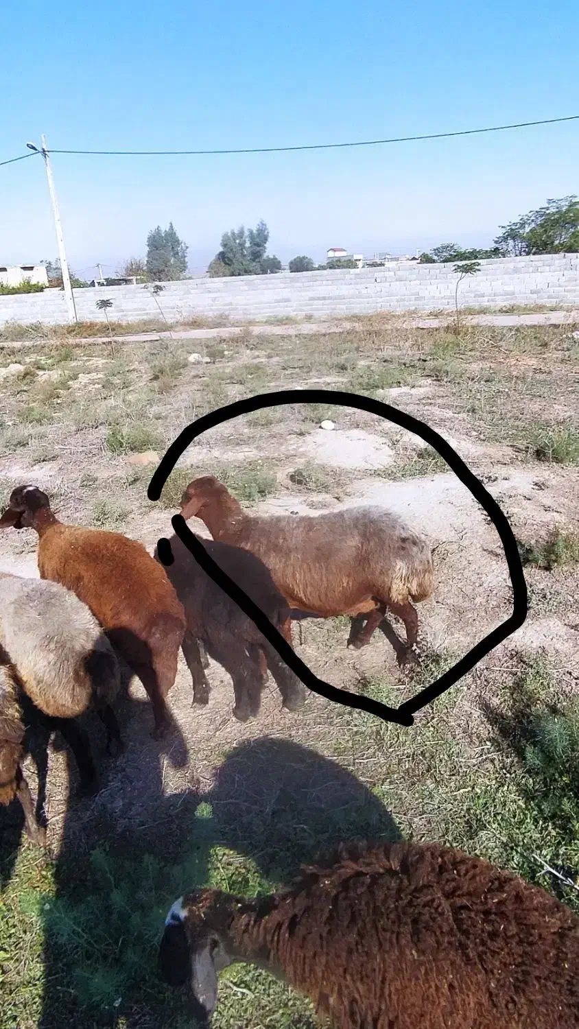 گوسفند‌آبستن‌سنگین|حیوانات مزرعه|گنبد کاووس, |دیوار