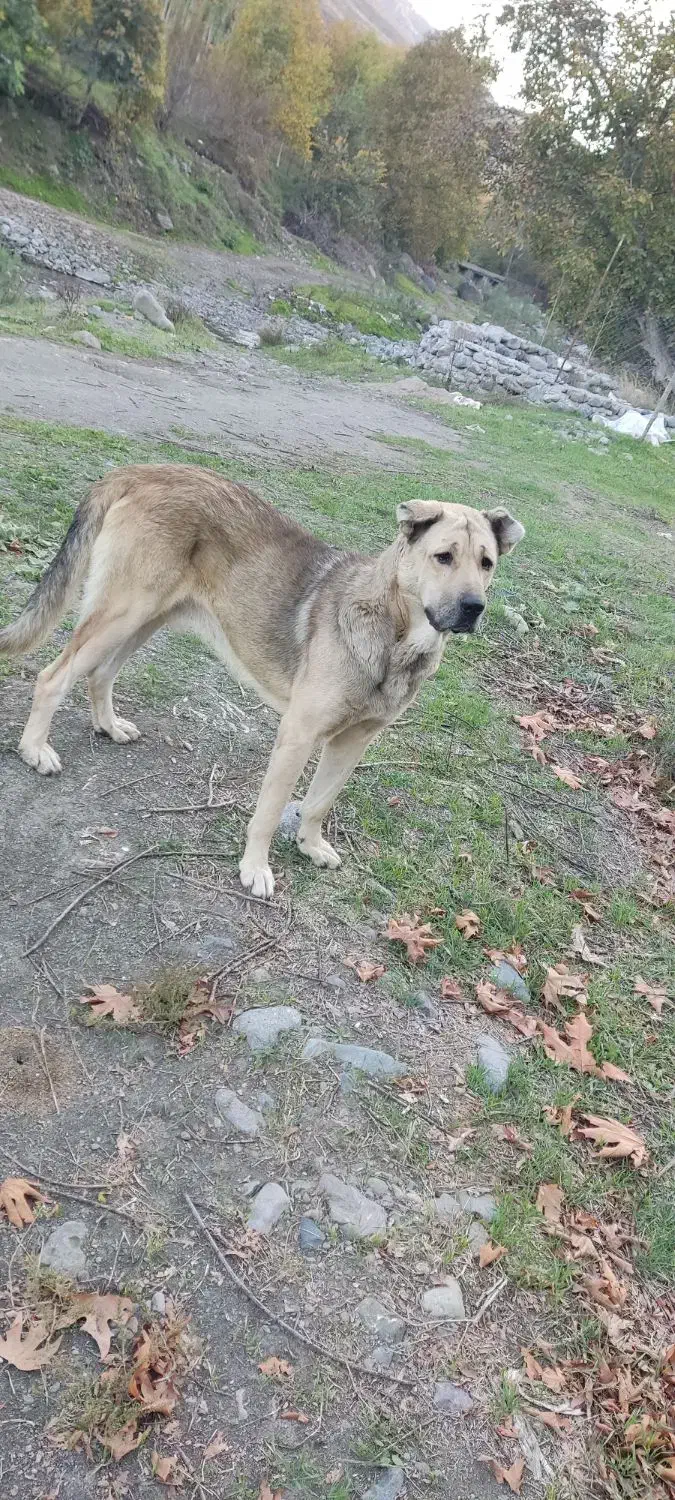 سک نر 17ماهه|سگ|هوراند, |دیوار