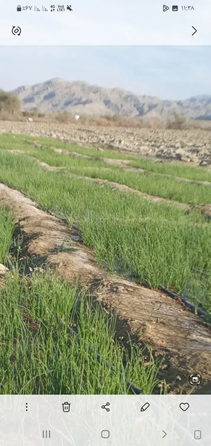 نشاپیاز|گل و گیاه طبیعی|میناب, |دیوار