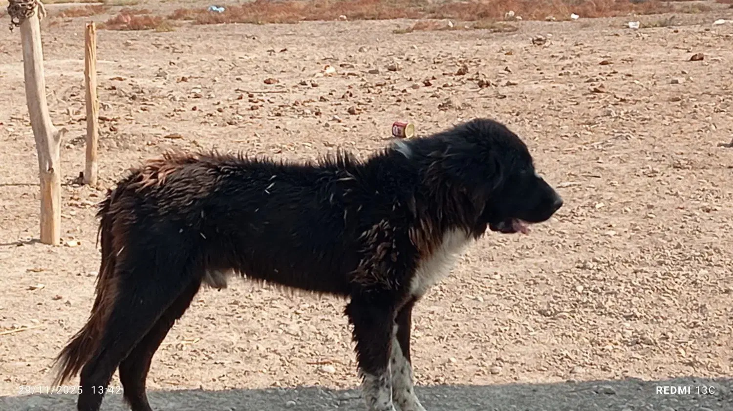 سگ قدرجونی|سگ|بهبهان, |دیوار