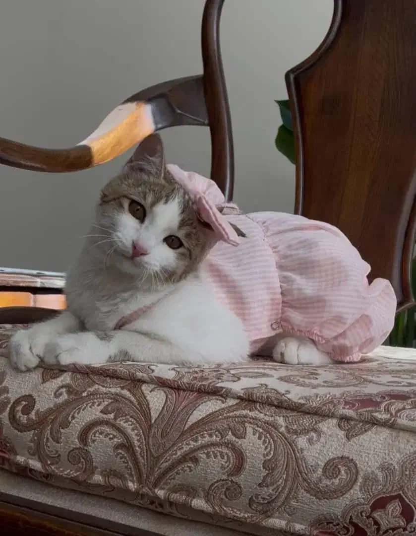 واگذاری رایگان|گربه|کرج, کوی زنبق|دیوار