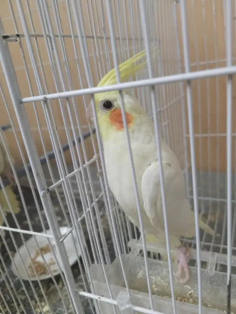 عروس هلندی لوتینو ( تازه دونه خور شده)|پرنده|زابل, |دیوار