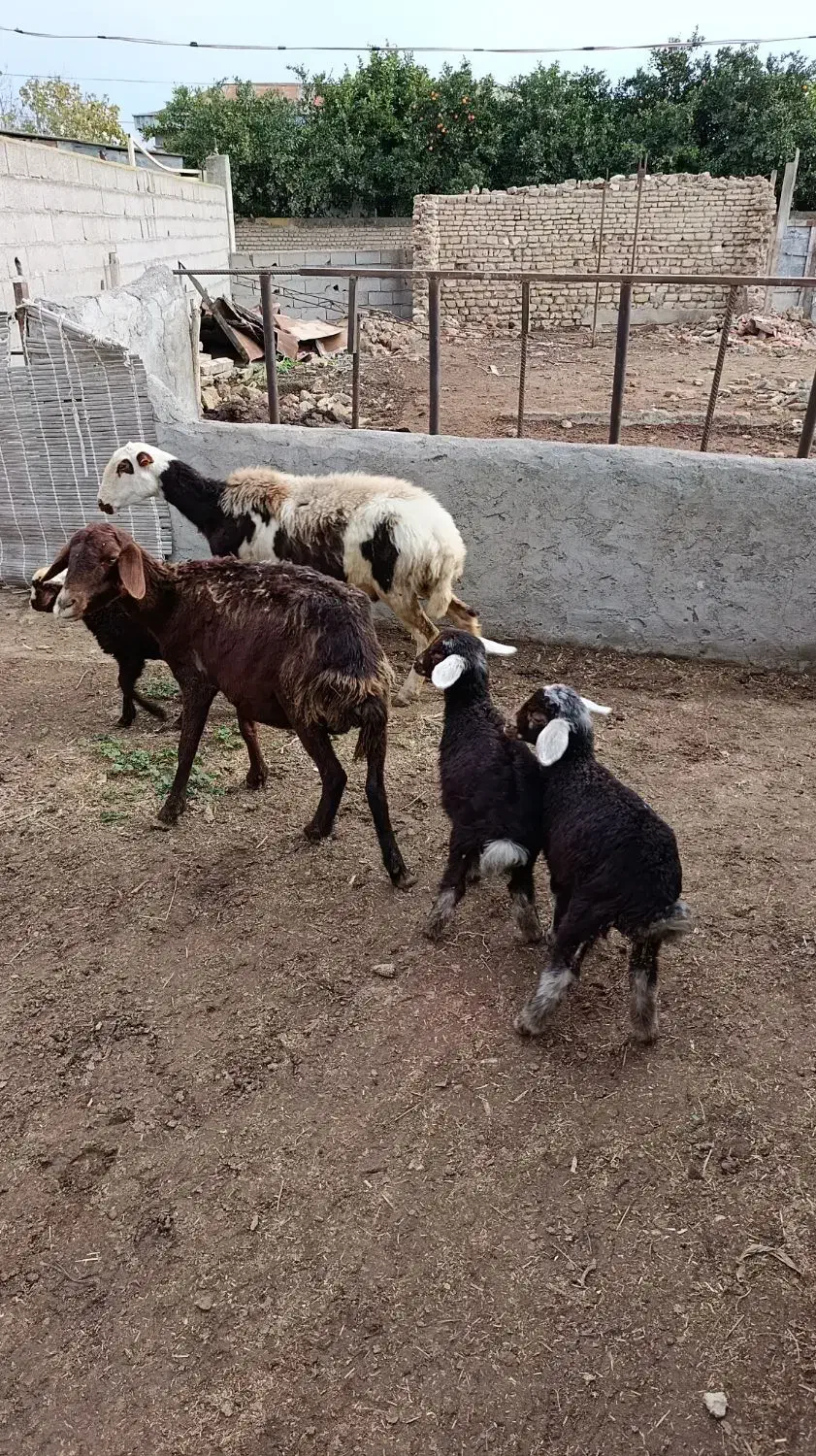 دوراس میش دوقلو یکی تک قل|حیوانات مزرعه|سیمین شهر, |دیوار