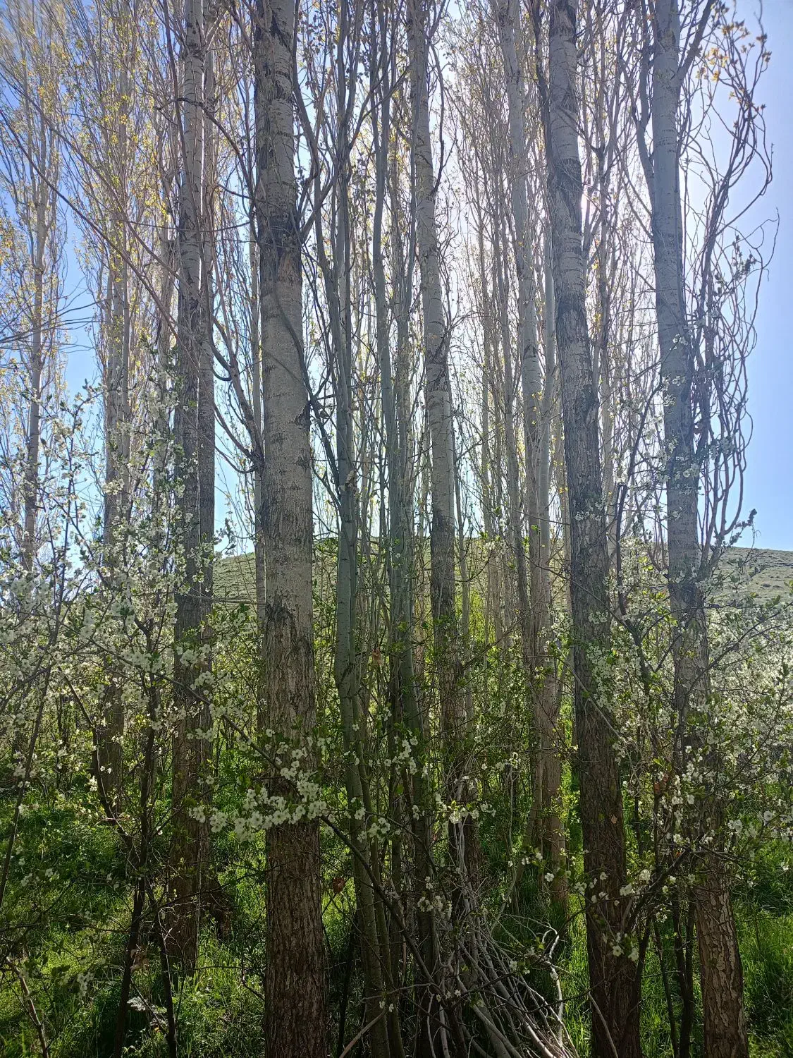 خرید انواع چوب|خدمات باغبانی و درختکاری|خمین, |دیوار