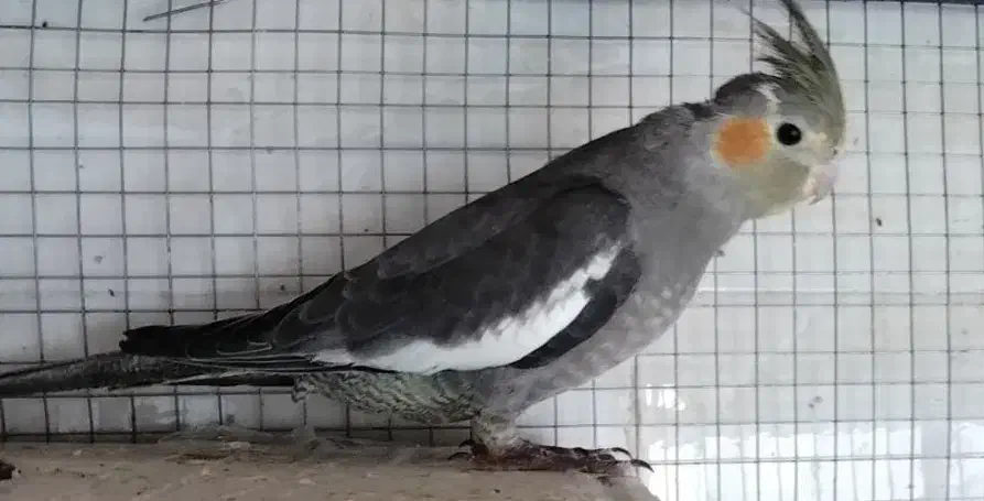 عروس هلندی|پرنده|جم, |دیوار