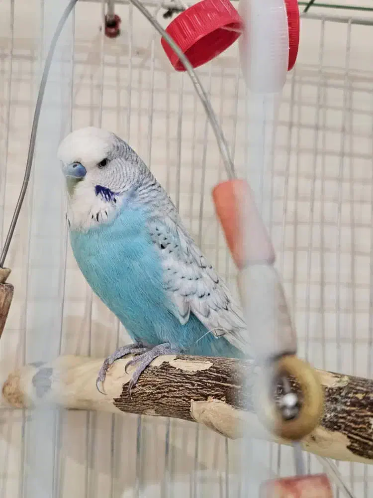 مرغ عشق انگلیسی|پرنده|کرج, باغستان|دیوار