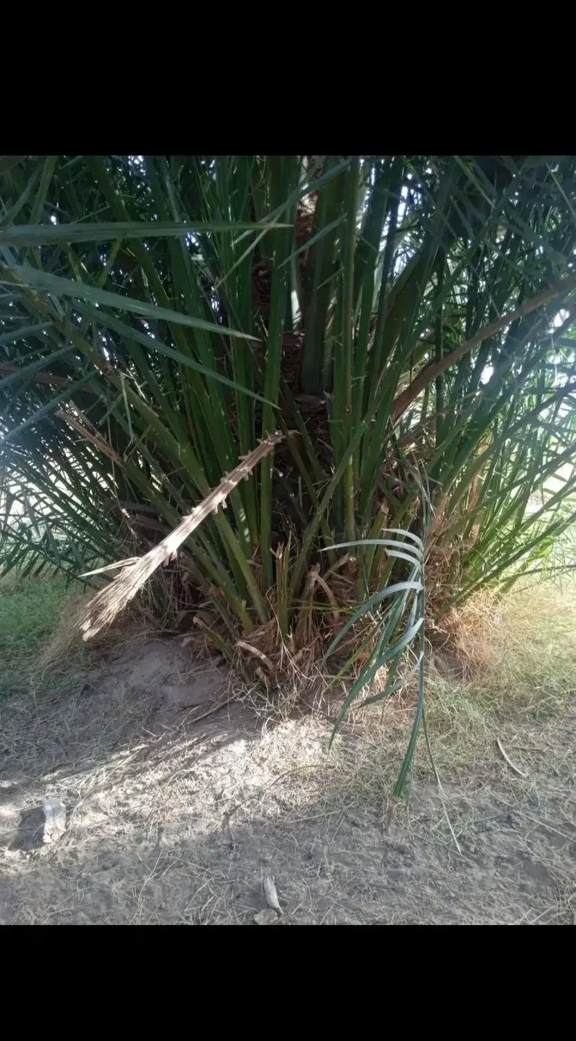 پاجوش خرما مضافتی ضمانتی|گل و گیاه طبیعی|بم, |دیوار