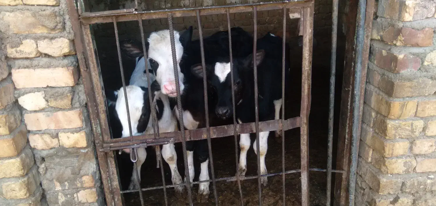 گوساله|حیوانات مزرعه|قنوات, |دیوار