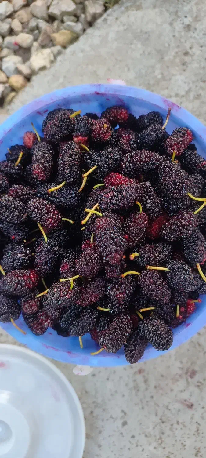 نهال شاه توت|گل و گیاه طبیعی|حویق, |دیوار