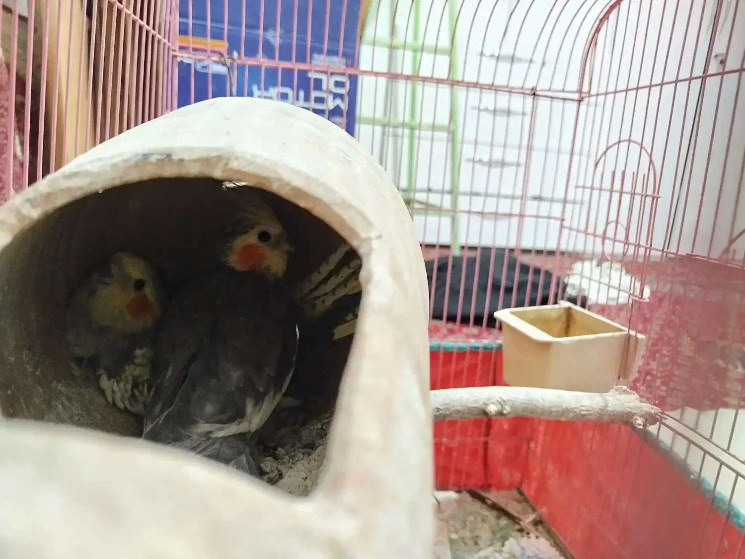 یک جفت عروس هلندی سالم|پرنده|کرمانشاه, |دیوار