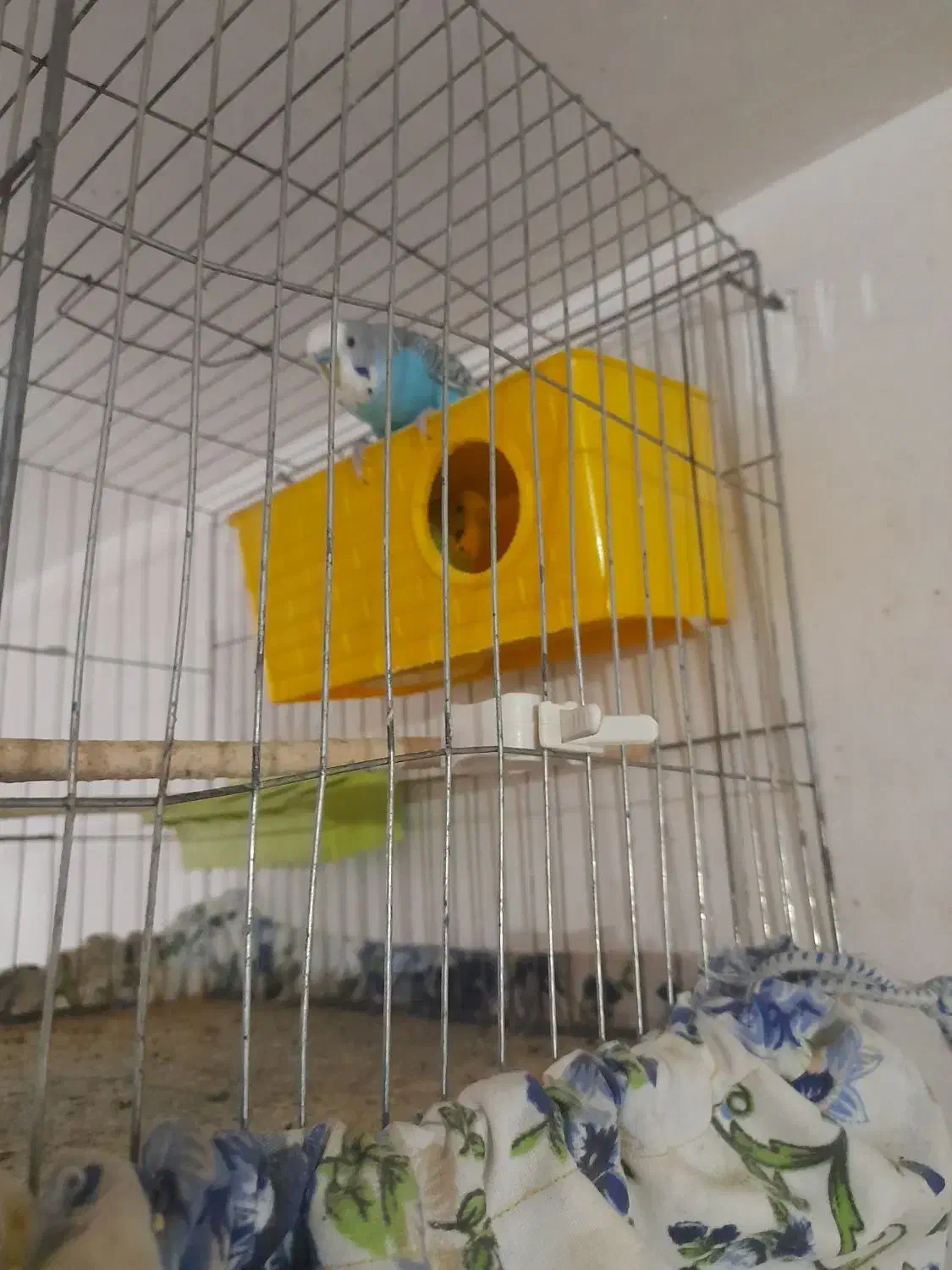 مرغ عشق|پرنده|لردگان, |دیوار