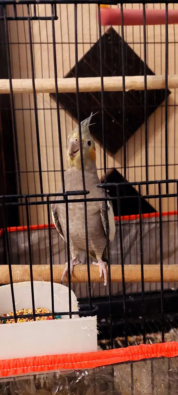 عروس هلندی|پرنده|مشهد, ولیعصر (شهرک غرب)|دیوار