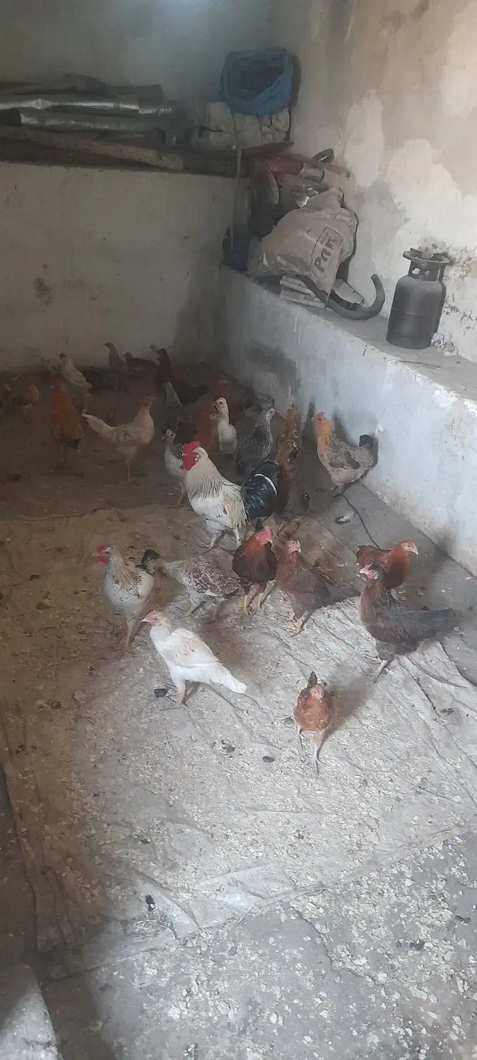 مرغ و طیور|حیوانات مزرعه|مسجد سلیمان, |دیوار