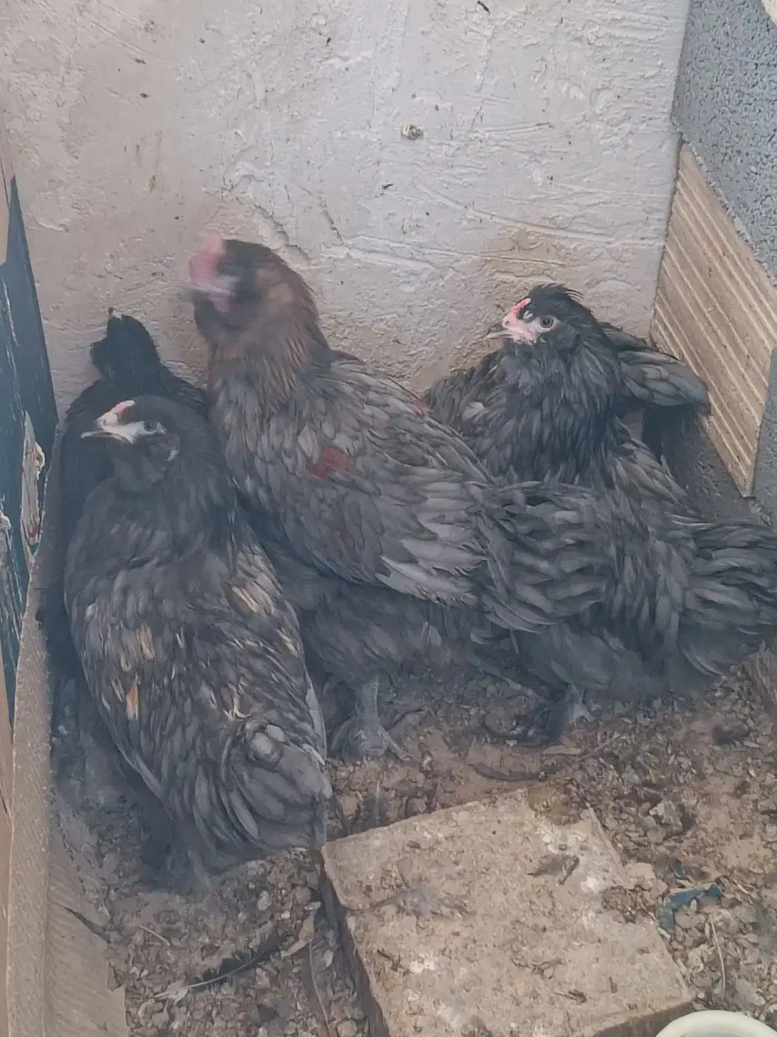 جوجه آراکانا و لاکنزی تخم آبی|حیوانات مزرعه|مشهد, طرق|دیوار