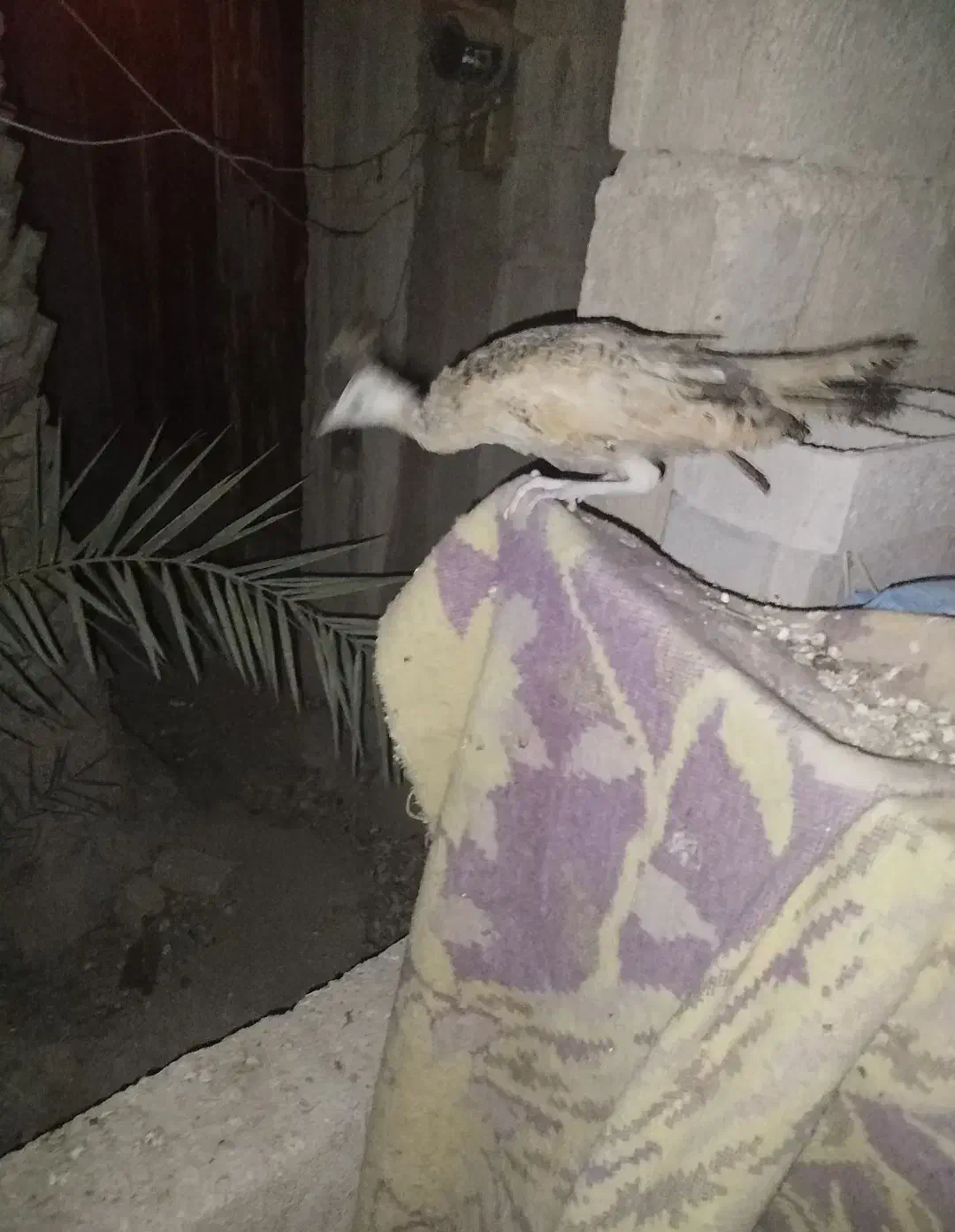 فروش یک عدد جوجه طاووس|حیوانات مزرعه|قیروکارزین, |دیوار