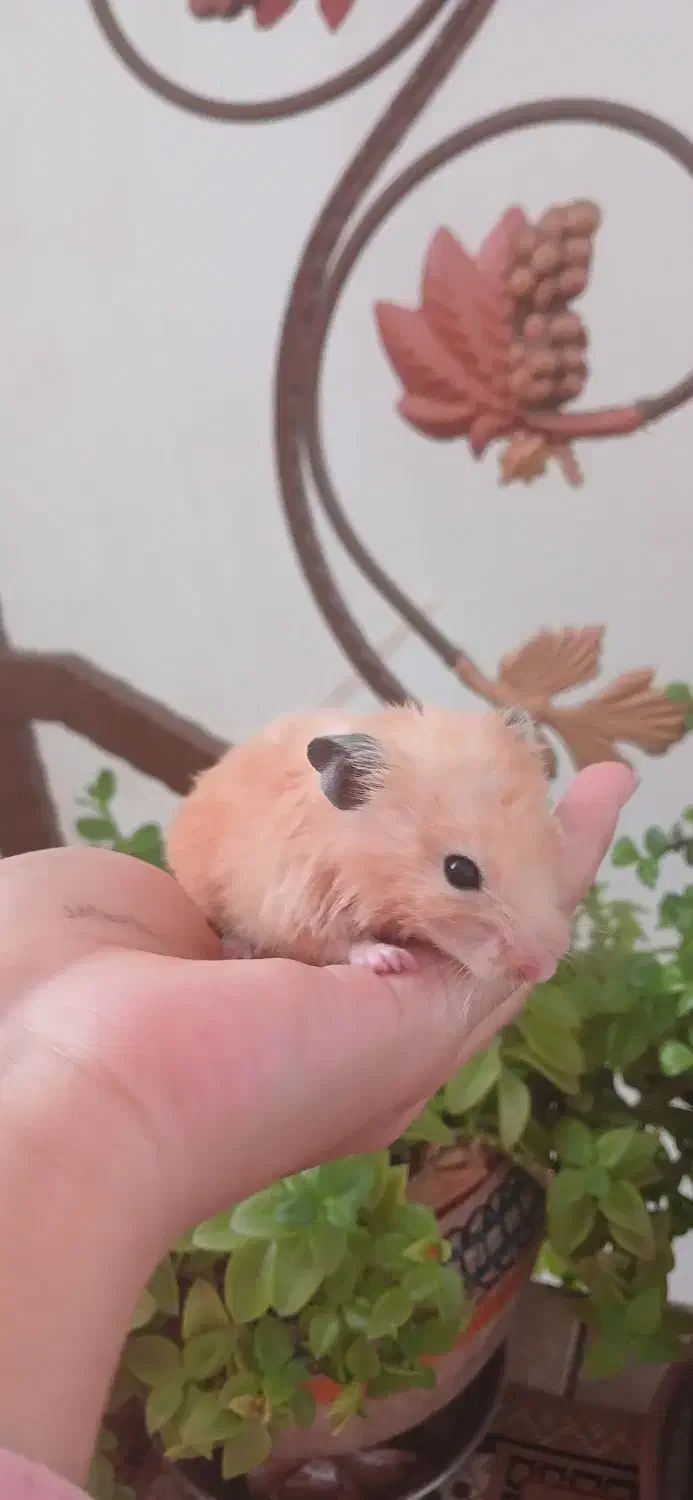 همستر ماده|موش و خرگوش|زرند, |دیوار