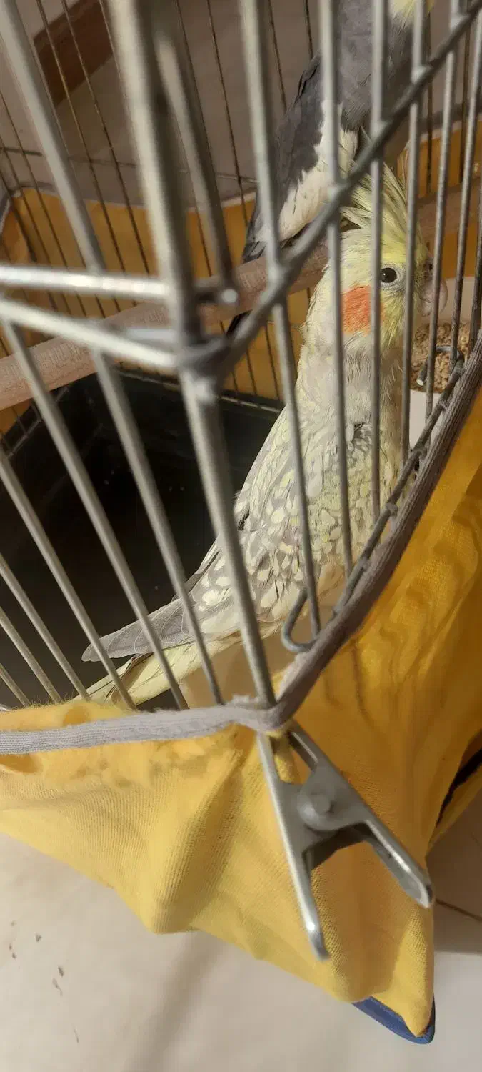 عروس هلندی مولد به شرط|پرنده|محمدیه-قزوین, |دیوار