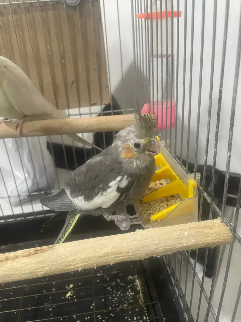 عروس هلندی نر مولد|پرنده|تهران, ائمه اطهار|دیوار