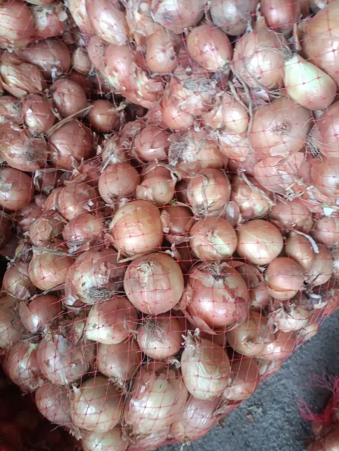 پیاز|خوردنی و آشامیدنی|پارس‌آباد, |دیوار