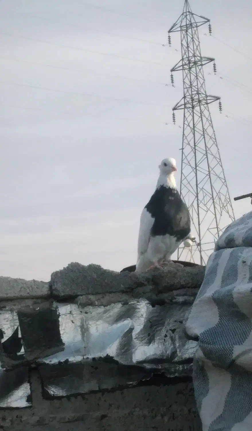 کبوتر|پرنده|یاسوج, |دیوار