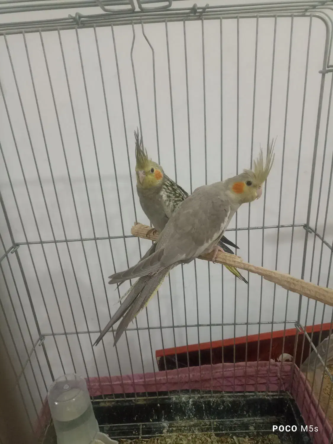 جوجه عروس هلندی|پرنده|قرچک, شهرک الحدید|دیوار