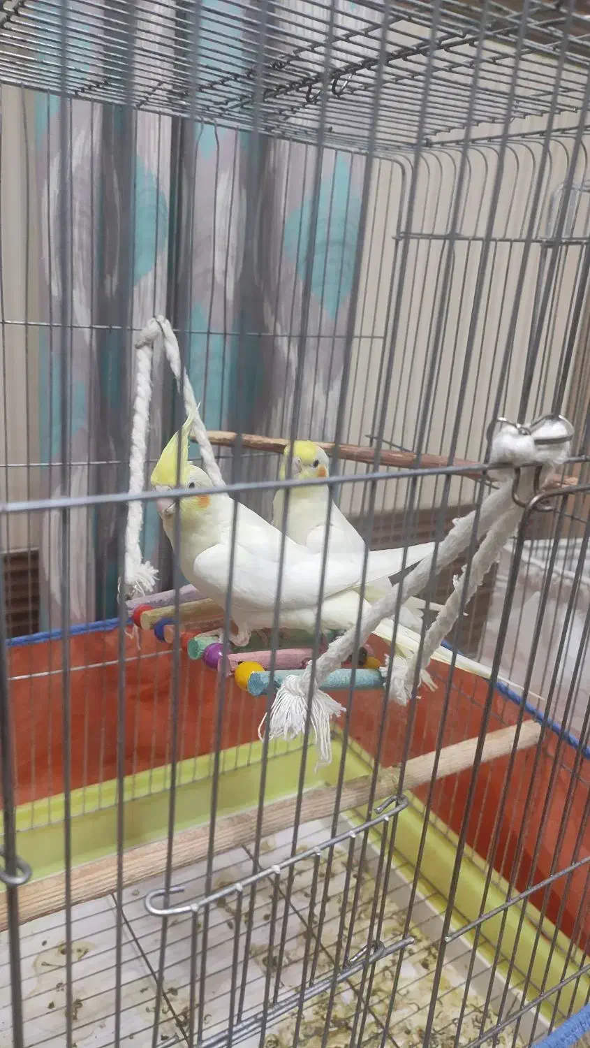 عروس هلندی|پرنده|بندرعباس, |دیوار