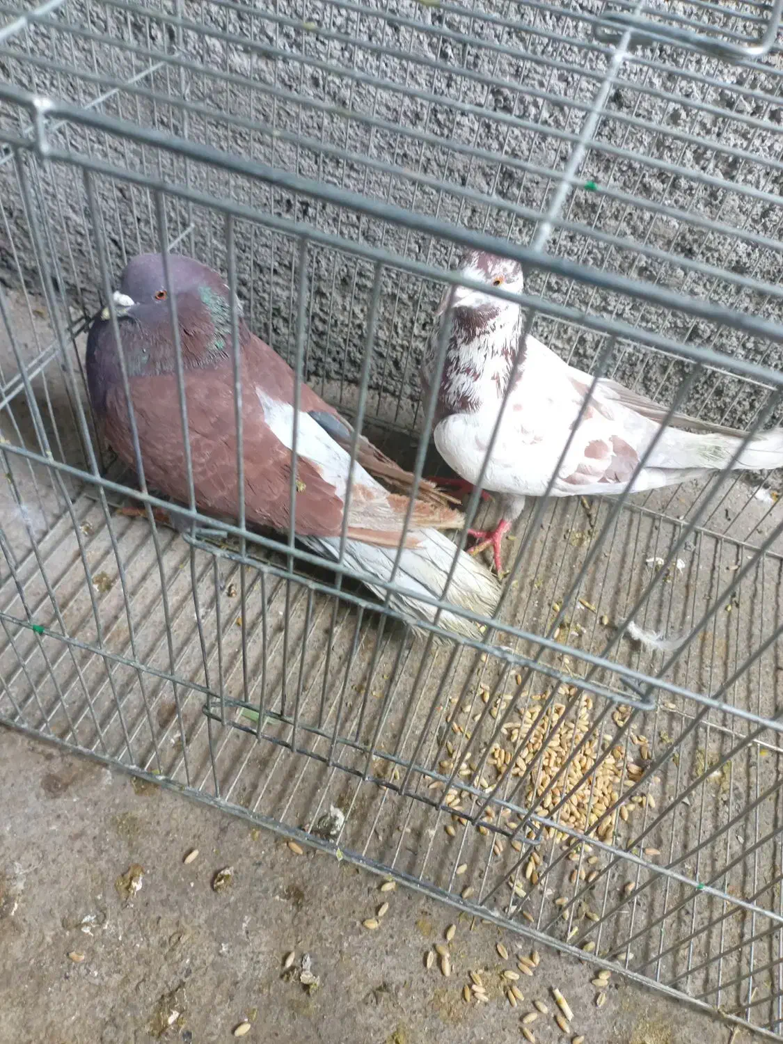 کبوتر پرش سنگین|پرنده|پیرانشهر, |دیوار