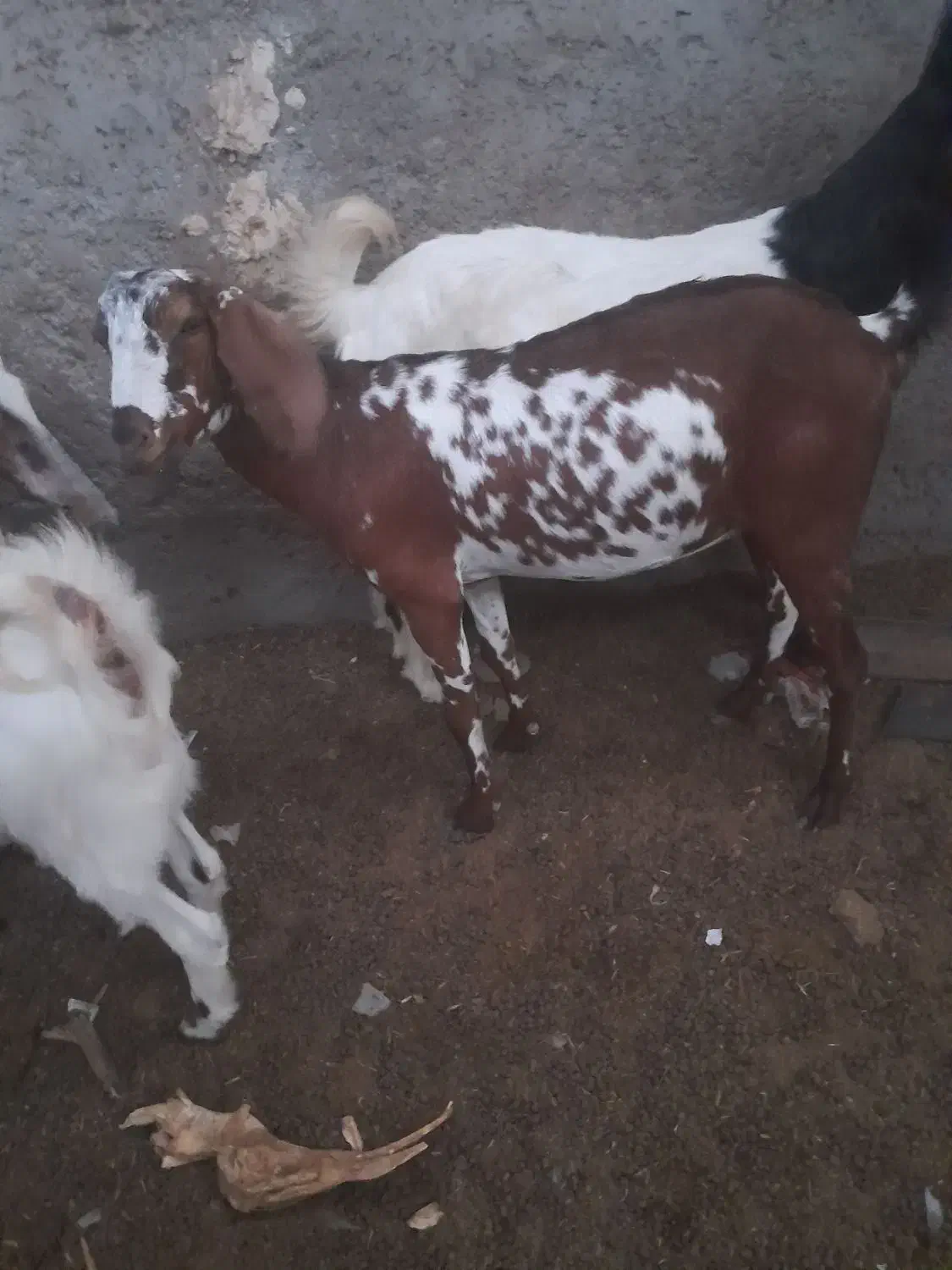 بز و گوسفند|حیوانات مزرعه|ایرانشهر, |دیوار