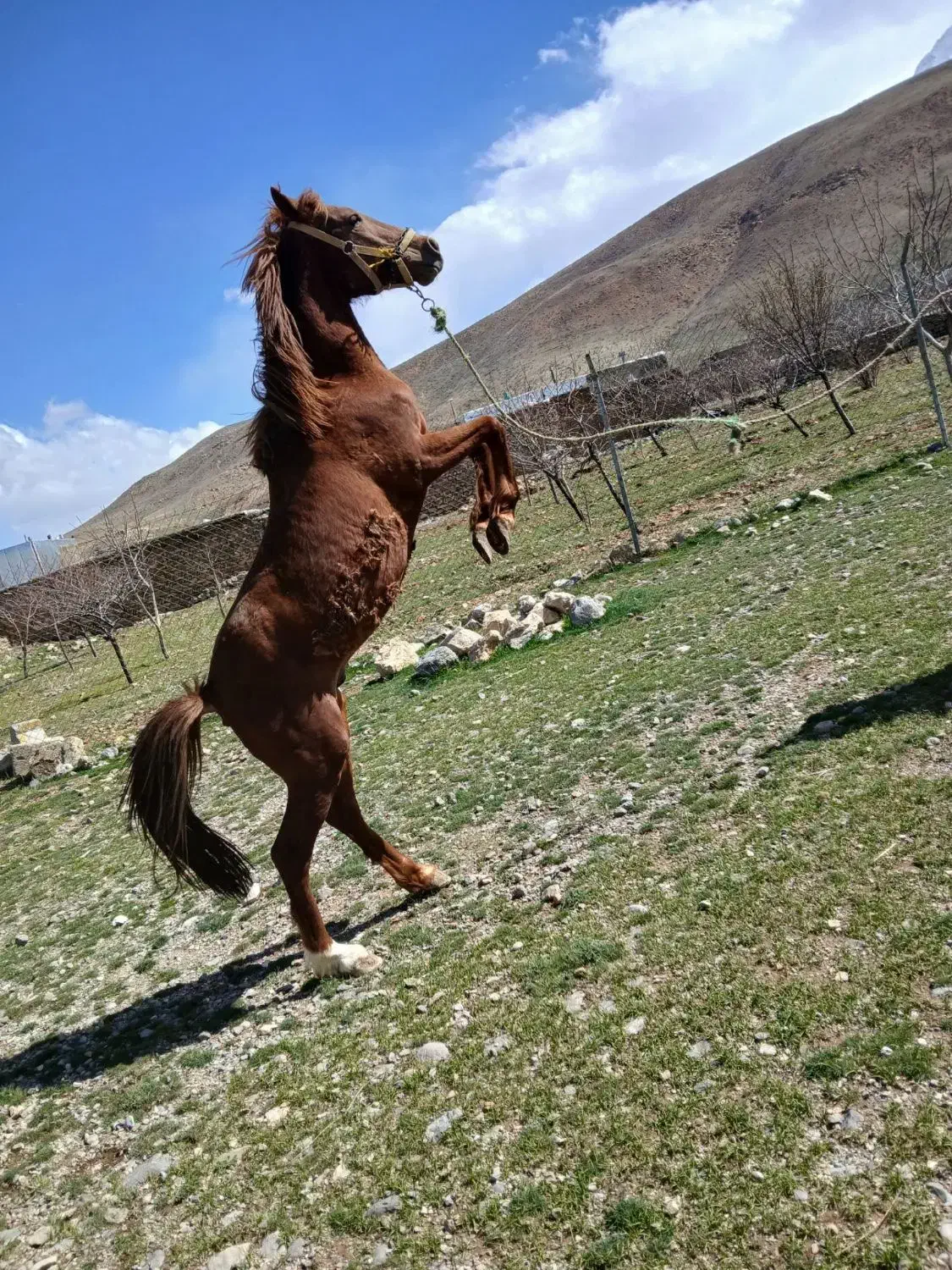 اسب|اسب و تجهیزات اسب‌سواری|ازنا, |دیوار