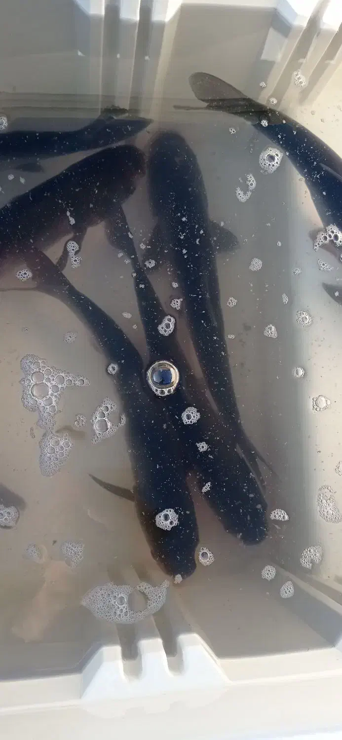 ماهی زنده|خوردنی و آشامیدنی|ایوان, |دیوار