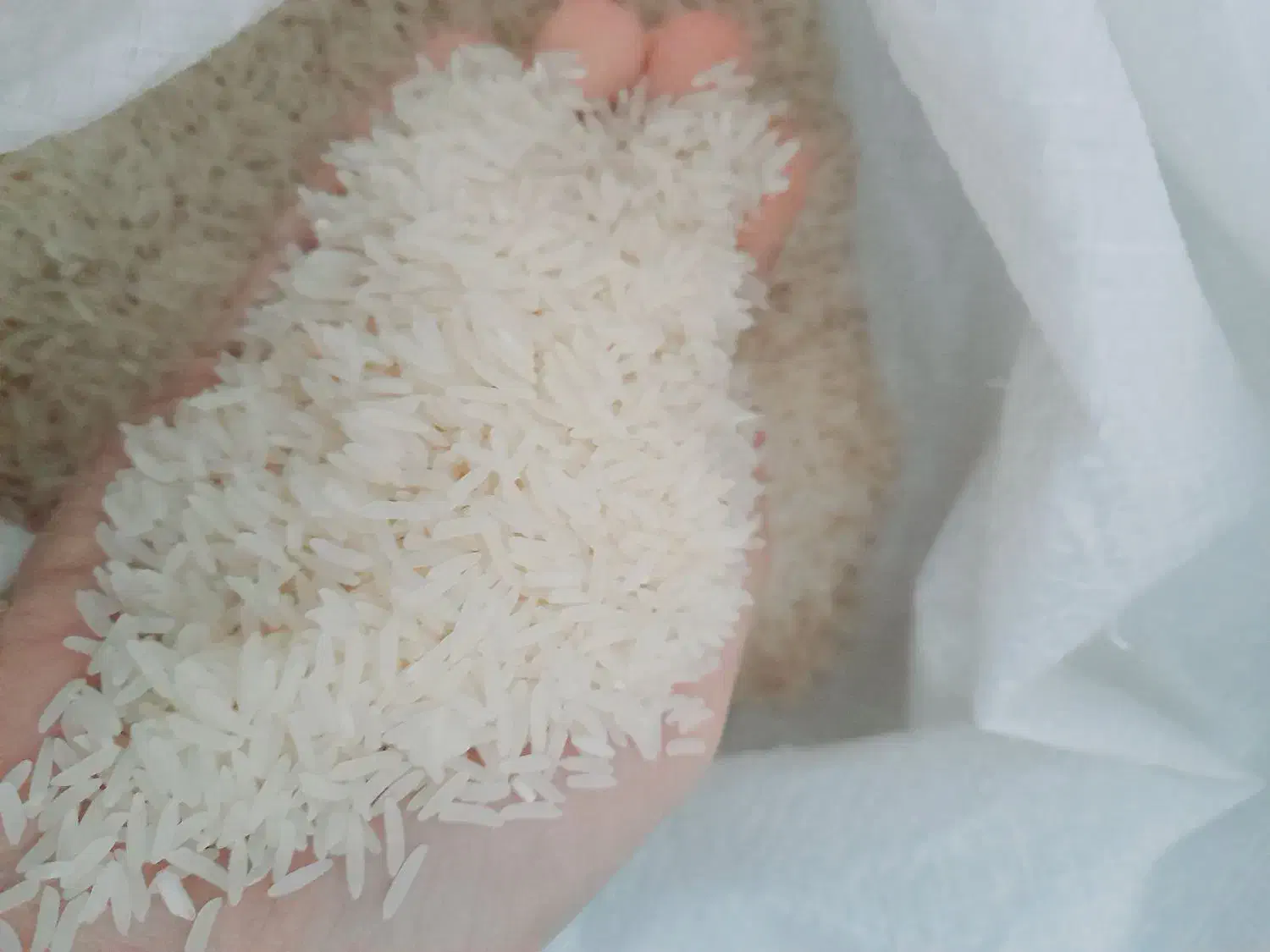 فروش برنج‌۹۰‌روزه|خوردنی و آشامیدنی|مزرعه کتول, |دیوار