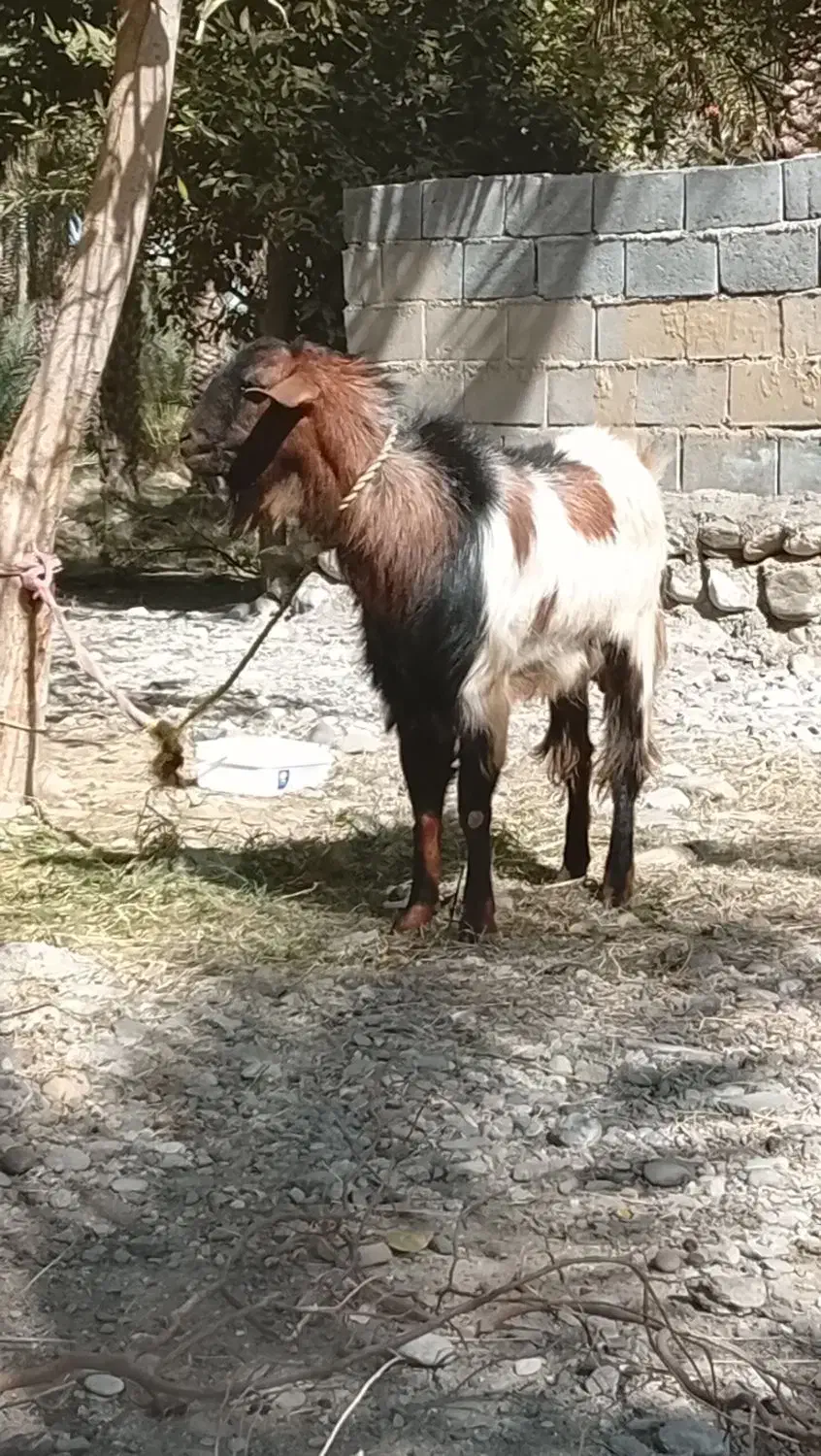 نری|حیوانات مزرعه|رودخانه, |دیوار