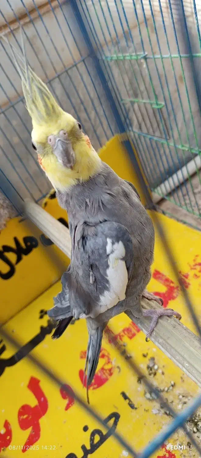 عروس هلندی نر سینامون سخنگو مولد دستی|پرنده|کوهدشت, |دیوار