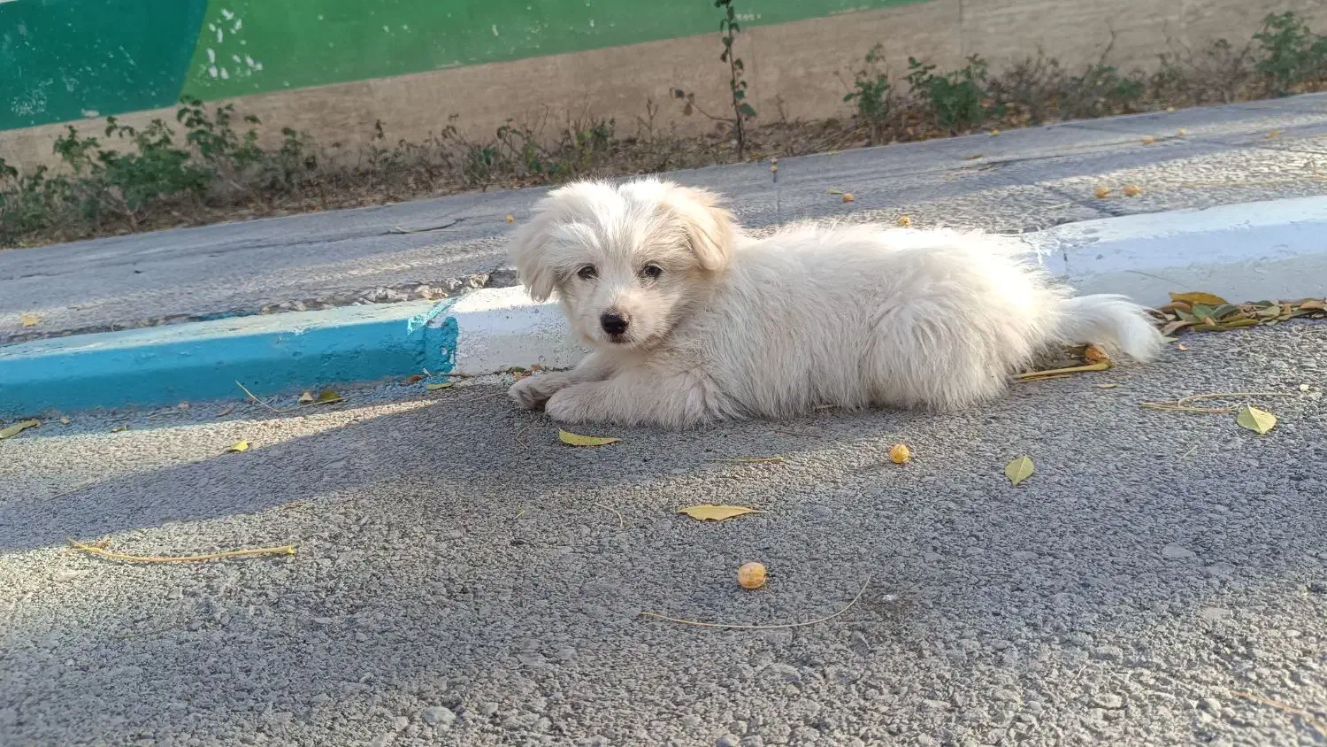 سگ اشپیتز|سگ|پرند, فاز ۶|دیوار