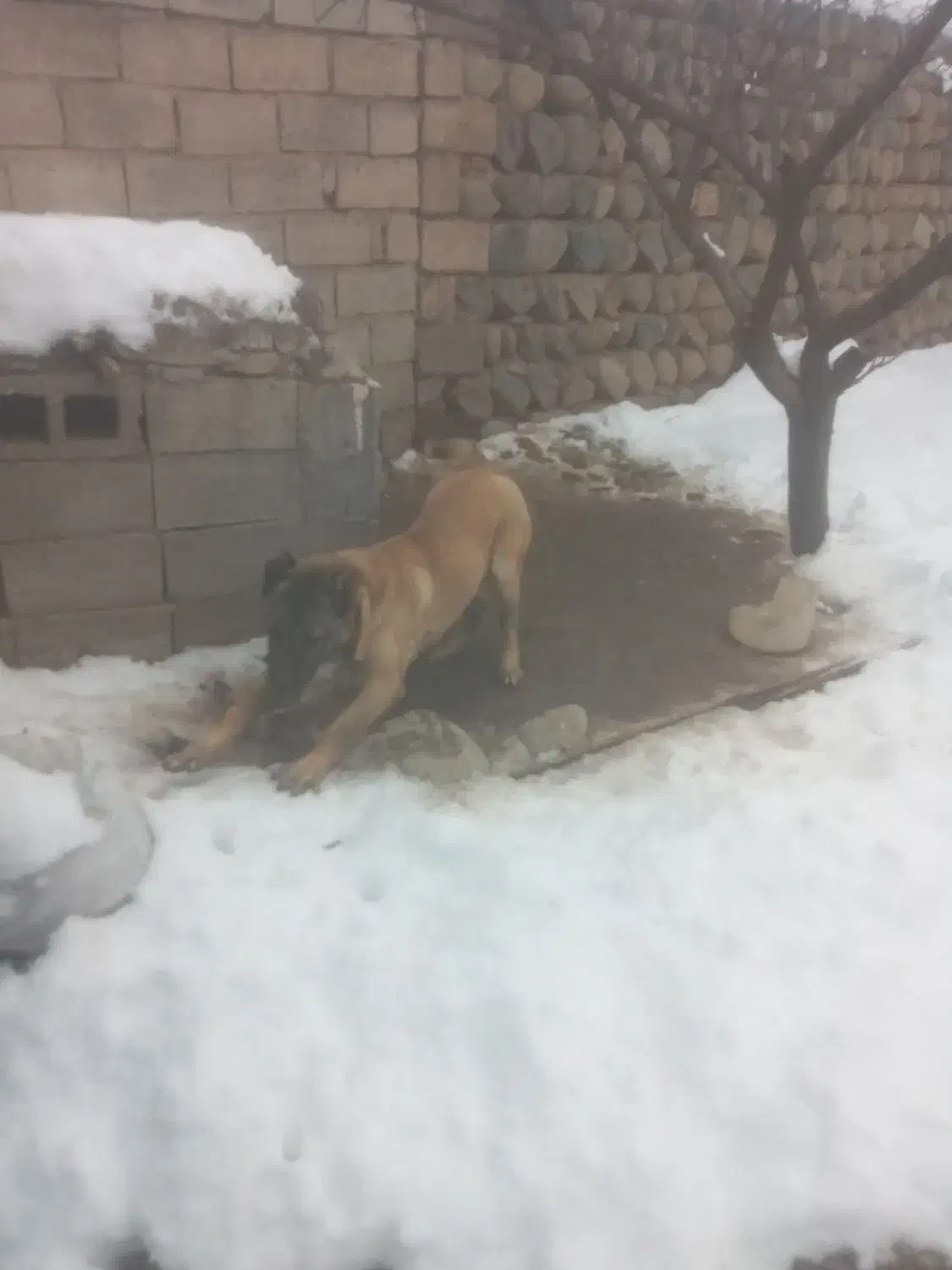 طوله سرابی|حیوانات مزرعه|مشگین شهر, |دیوار