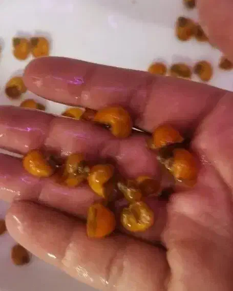 حلزون سیب|حراج|قم, کلهری|دیوار