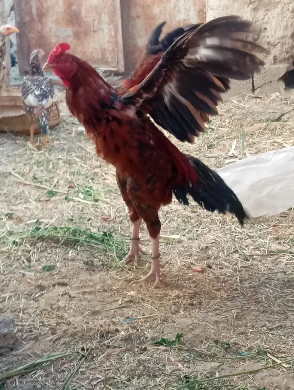 خروس|حیوانات مزرعه|سراوان, |دیوار