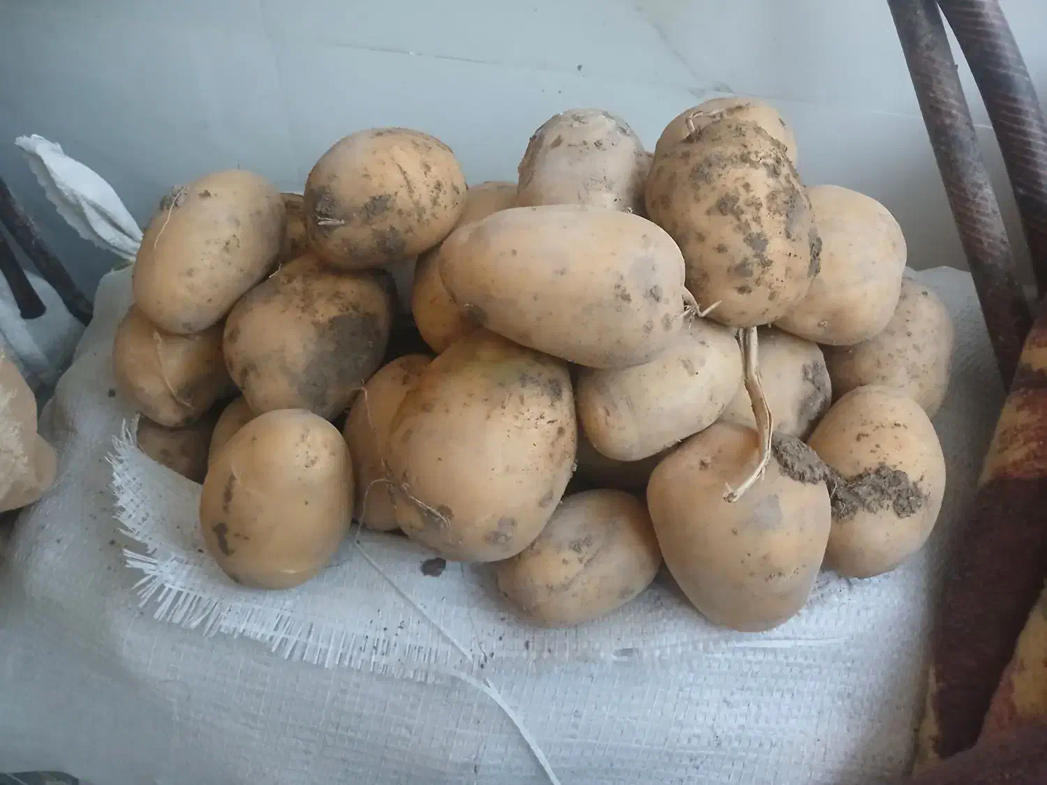 سیب زمینی تازه|عمدهفروشی|بروجن, |دیوار