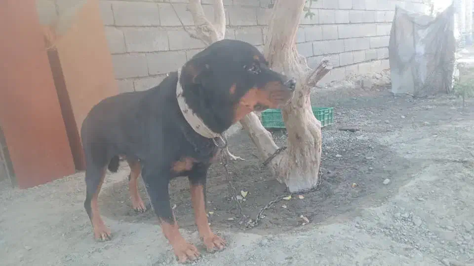 سگ روتوایلر|سگ|بندرعباس, |دیوار